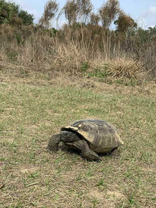 A turtle walking on grassy terrain with sparse vegetation in the background.