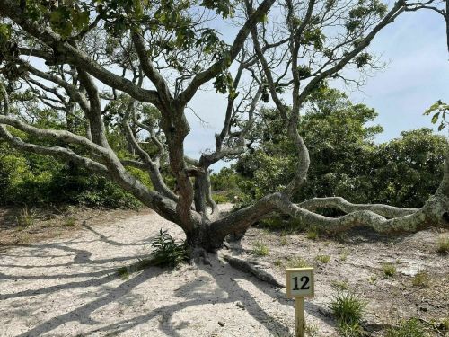 A gnarled tree with sprawling branches stands beside a numbered sign in a sandy area surrounded by greenery.