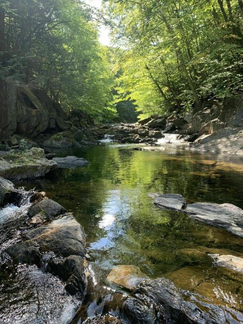 A serene river flows through a lush green forest, with sunlight reflecting on the water's surface and rocks.