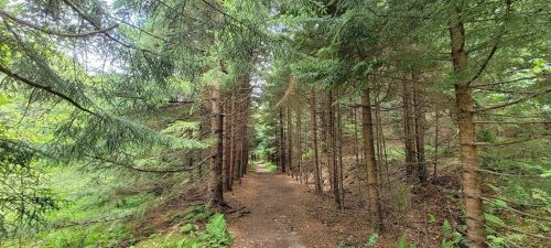 A serene forest path lined with tall trees, leading into a lush green landscape.