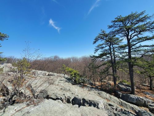 A rocky landscape with sparse trees under a clear blue sky and wispy clouds.