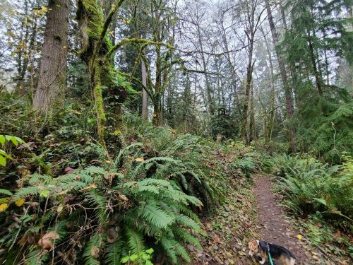 A winding forest path surrounded by lush greenery and ferns, with a dog walking along the trail.