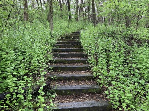 Wooden stairs lead through lush greenery in a forested area, surrounded by vibrant green plants and trees.