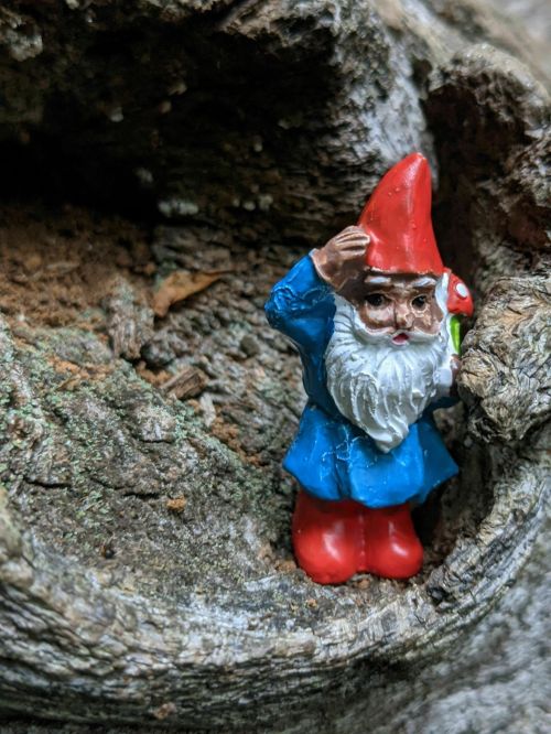 A small garden gnome with a red hat and blue outfit stands against a textured tree bark background.