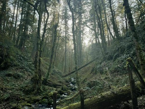 A serene forest scene with tall trees, lush greenery, and a small stream flowing through a mossy landscape.