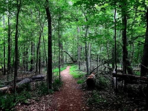 A winding dirt path through a lush green forest, surrounded by tall trees and fallen logs.