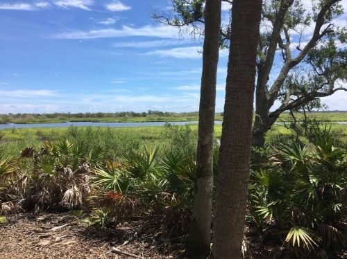 Lush wetlands with tall grasses, palm plants, and trees under a blue sky with scattered clouds.