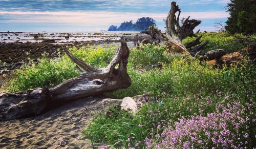 A scenic beach with driftwood, colorful wildflowers, and a distant island under a cloudy sky.
