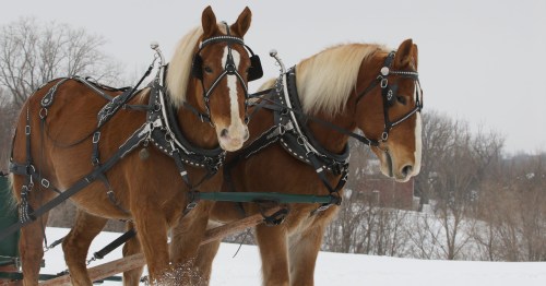 Two brown horses in harnesses pulling a sled through a snowy landscape. Trees are visible in the background.