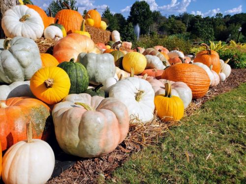 A colorful assortment of pumpkins in various shapes and sizes, arranged on a grassy area with trees in the background.