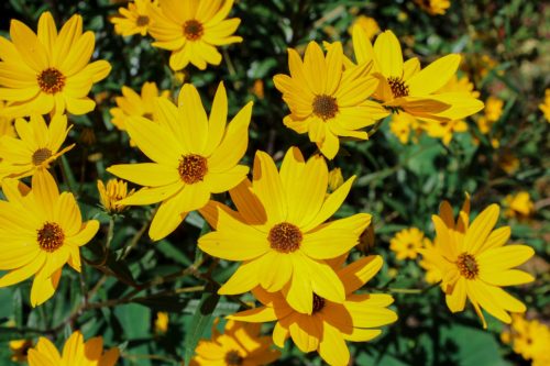 A vibrant display of yellow flowers with broad petals and dark centers, set against a green background.