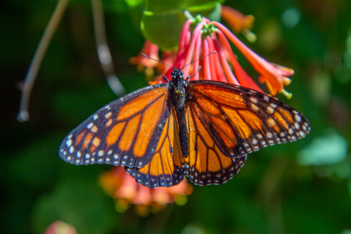 A vibrant monarch butterfly perched on bright orange flowers against a blurred green background.