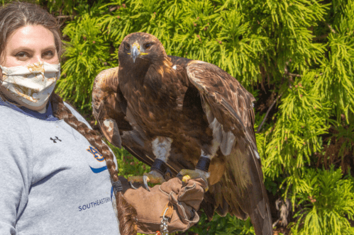 A person wearing a mask holds a golden eagle on their arm, surrounded by greenery.