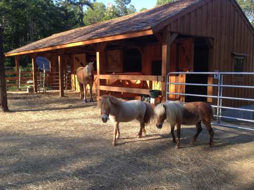 Two small ponies stand in front of a wooden barn, with a larger horse visible in the background.