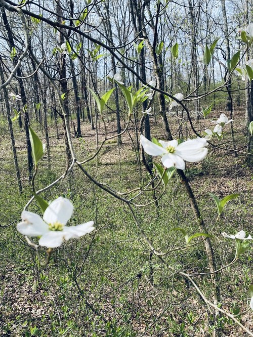 Delicate white flowers bloom on branches in a serene, leafless forest setting. Green leaves emerge in the background.