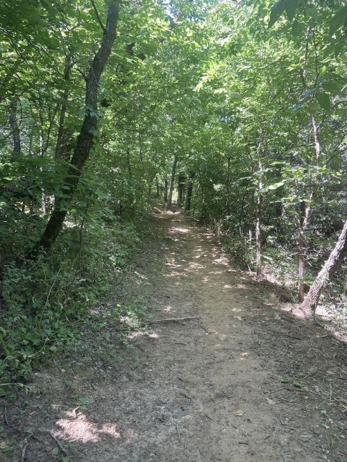 A narrow dirt path winding through a lush, green forest with dense trees on either side.