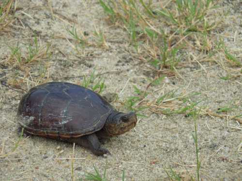 A turtle crawls on sandy ground surrounded by sparse green grass.