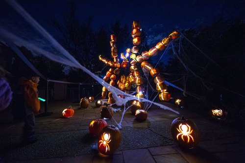 A large spider made of glowing pumpkins surrounded by smaller carved pumpkins, set in a dark, festive outdoor scene.