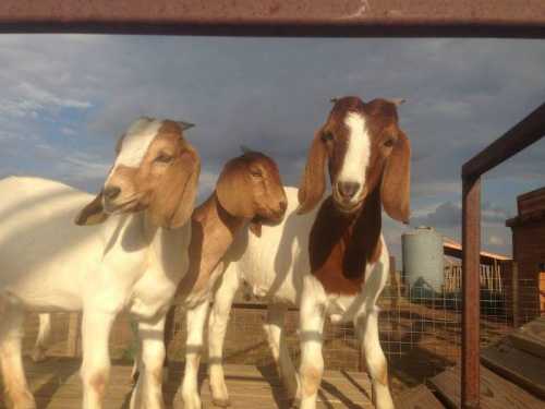 Three goats with brown and white fur stand together on a wooden platform, with a cloudy sky in the background.