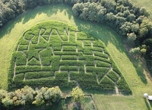 Aerial view of a corn maze shaped like the word "GRANT" with a star, surrounded by trees and open fields.