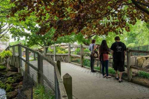 Three people stand on a wooden bridge, looking at a pond surrounded by greenery and trees.