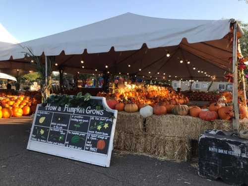 A pumpkin patch with various pumpkins displayed under a tent, featuring a sign explaining how pumpkins grow.