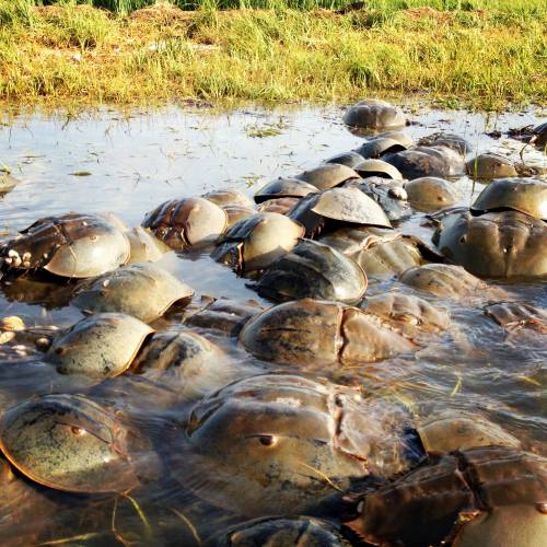 A group of turtles resting on a grassy shore near shallow water.