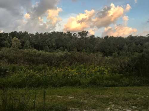 Lush green landscape with trees and shrubs under a cloudy sky at dusk.