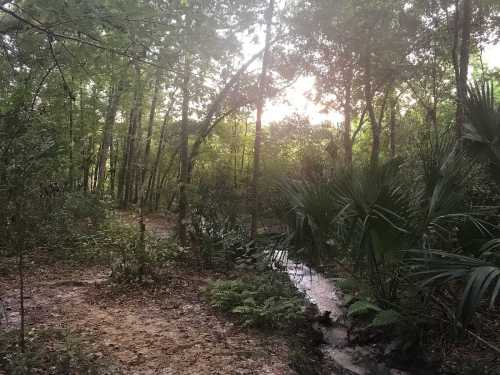 A serene forest scene with trees, a small stream, and sunlight filtering through the foliage.