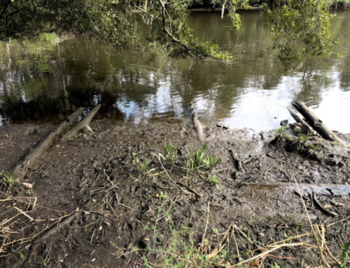 Logs partially submerged in a muddy riverbank, surrounded by greenery and calm water.