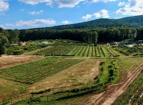 A scenic view of a lush vineyard with rows of grapevines, rolling hills, and a blue sky with fluffy clouds.