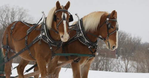 Two brown horses in harnesses pulling a sled through a snowy landscape. Trees are visible in the background.