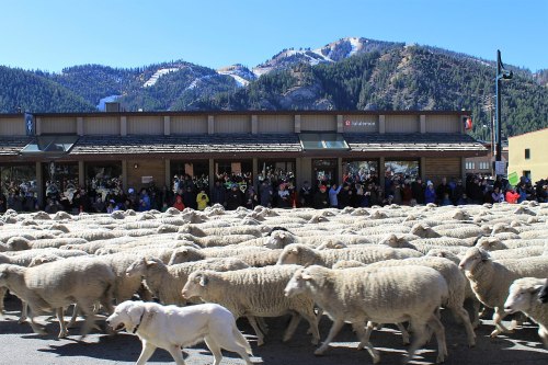 A large flock of sheep crosses a street in front of a crowd and a building, with mountains in the background.