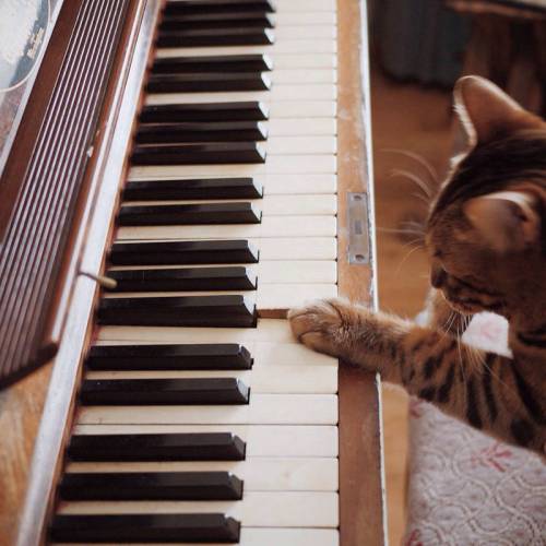 A cat's paw rests on a piano keyboard, with a few keys pressed down, creating a playful musical moment.