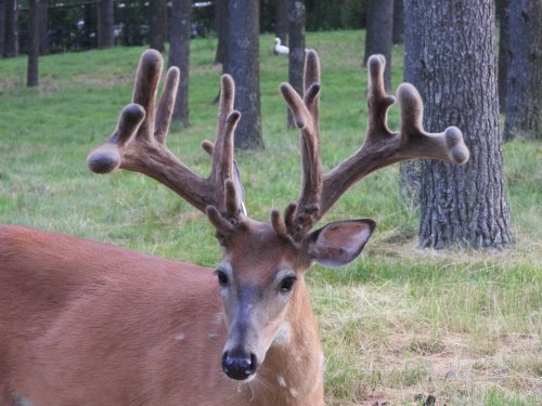 A close-up of a deer with large, velvet-covered antlers in a grassy area surrounded by trees.