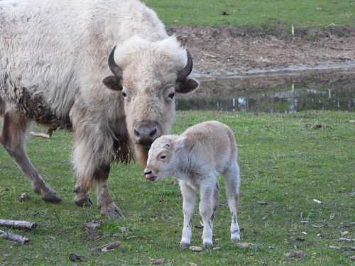 A bison and its calf stand together in a grassy field near a small body of water. The calf licks its lips.