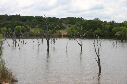 A serene lake scene with dead trees rising from the water, surrounded by lush green foliage and cloudy skies.