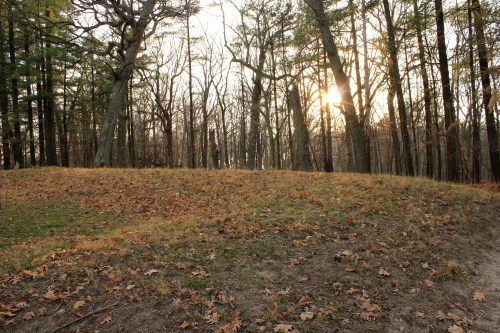 A serene forest scene with bare trees, fallen leaves, and a soft sunset illuminating the landscape.