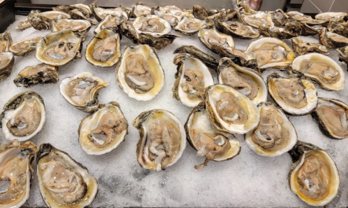 A large display of fresh oysters on a bed of ice, showcasing their open shells and glistening meat.