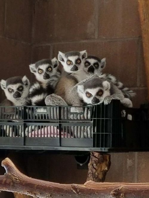 A group of five lemurs resting together on a shelf, with their distinctive black and white markings.