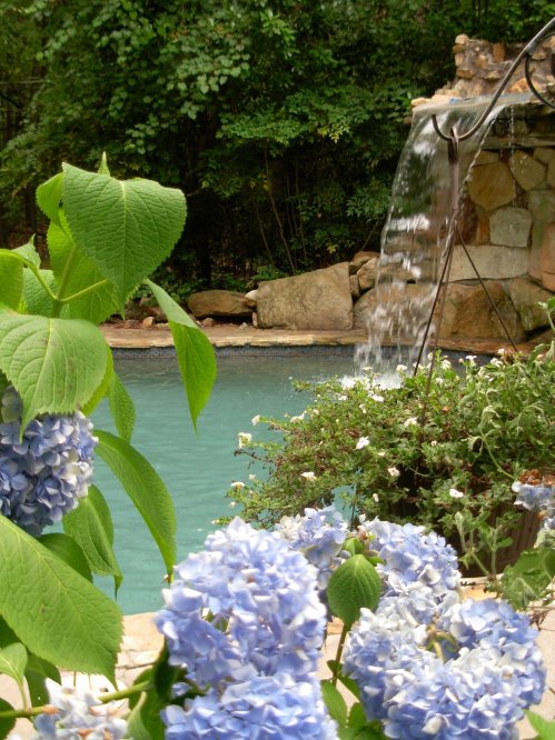 A serene pool surrounded by lush greenery and blooming blue hydrangeas, with a gentle waterfall in the background.