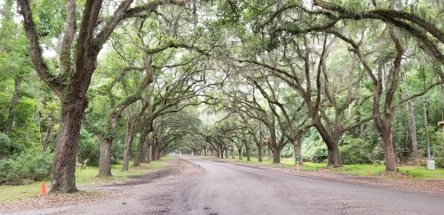 A serene, tree-lined road with arching branches and lush greenery on either side, creating a peaceful atmosphere.
