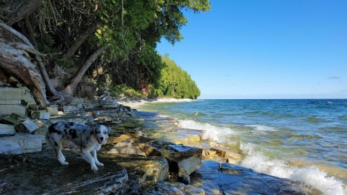 A dog stands on rocky shore by the water, surrounded by trees and a clear blue sky. Waves gently lap at the rocks.