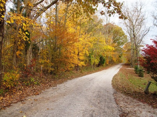 A winding gravel road surrounded by vibrant autumn trees with yellow and orange leaves.