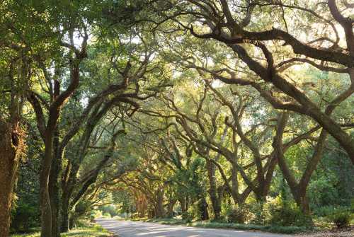 A serene road lined with lush, arching trees, dappled sunlight filtering through the leaves.