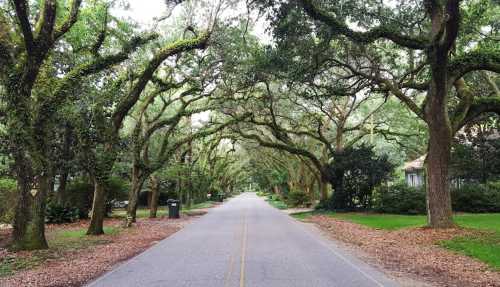 A serene road lined with lush, arching trees, creating a natural canopy overhead. Leaves cover the ground.