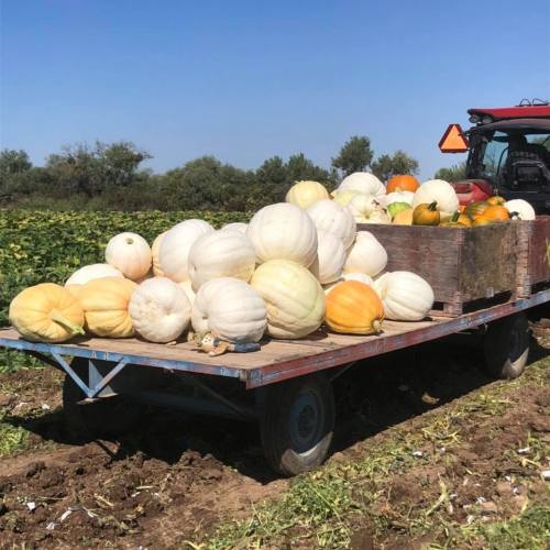 A tractor trailer loaded with various pumpkins in a field under a clear blue sky.