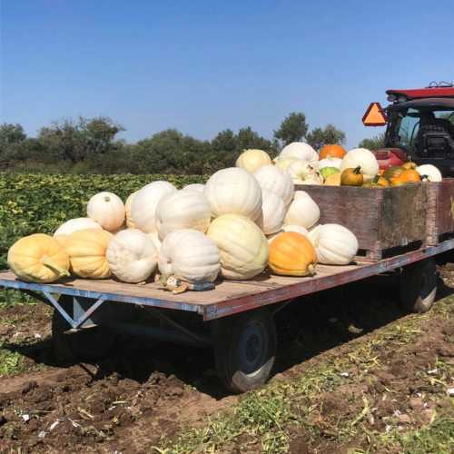 A tractor trailer loaded with various pumpkins in a field under a clear blue sky.