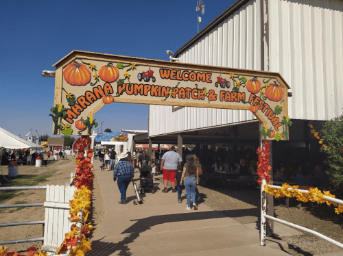 A colorful sign welcomes visitors to the Marana Pumpkin Patch and Farm Festival, with pumpkins and festive decorations.