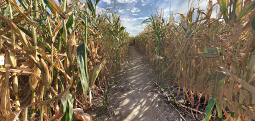 A narrow path through tall, dried corn stalks under a blue sky with scattered clouds.